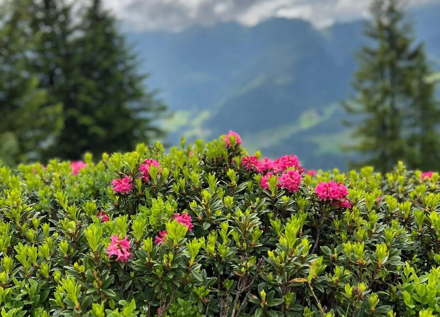 Ferienwohnung Traudi Oberstdorf Deutschland